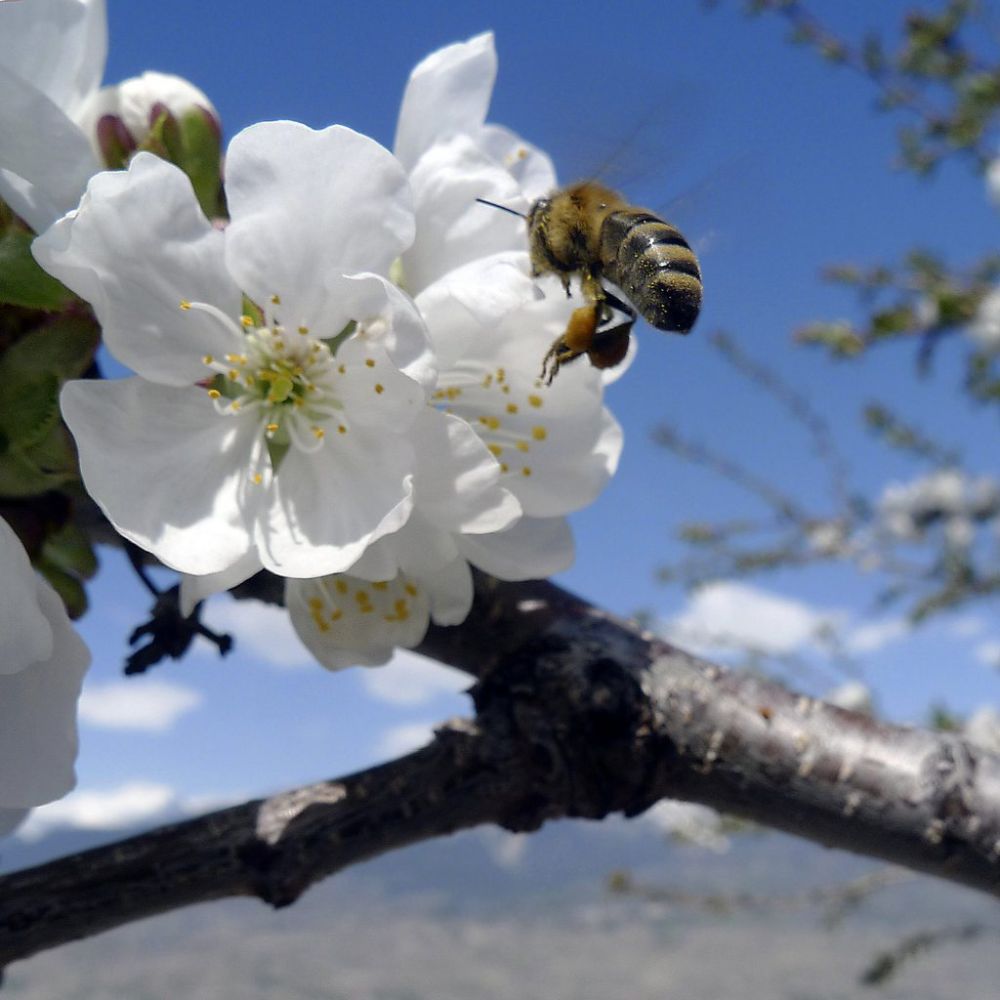 Une abeille butine les fleurs d'un arbre en Valais.