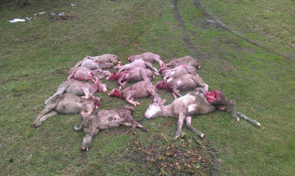 Les 14 moutons tués le 31 mai passé, au village de Münster.    
