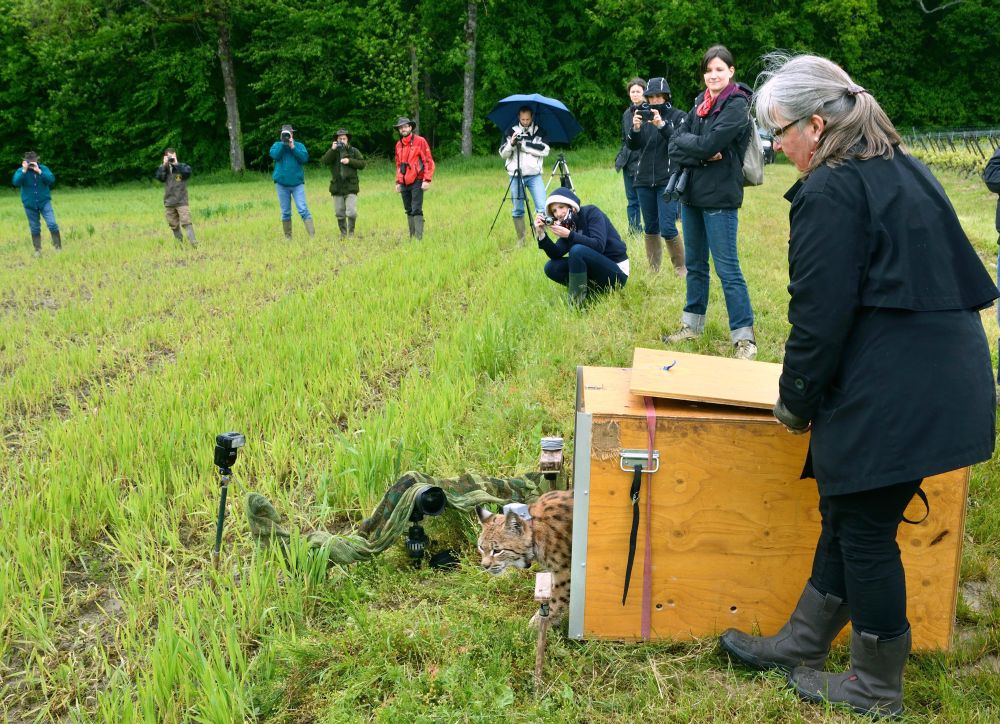 Talo, un lynx d'une année issu des forêts du Jura vaudois, a retrouvé la liberté dans le canton de Genève. Affaibli, le jeune félin né dans la nature avait été recueilli par les surveillants de la faune vaudois en décembre dernier.