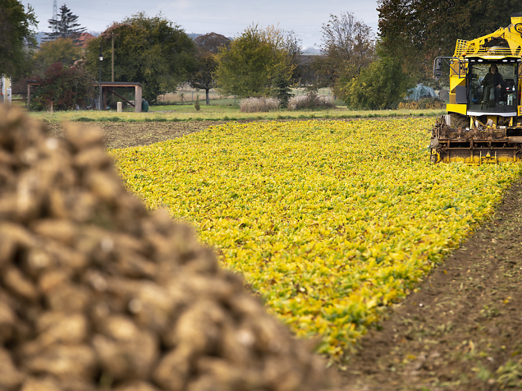 Dans plusieurs régions de Suisse, les cultures de betteraves ont été touchées cette année par la jaunisse virale, comme ici à Villars-le-Terroir (VD).