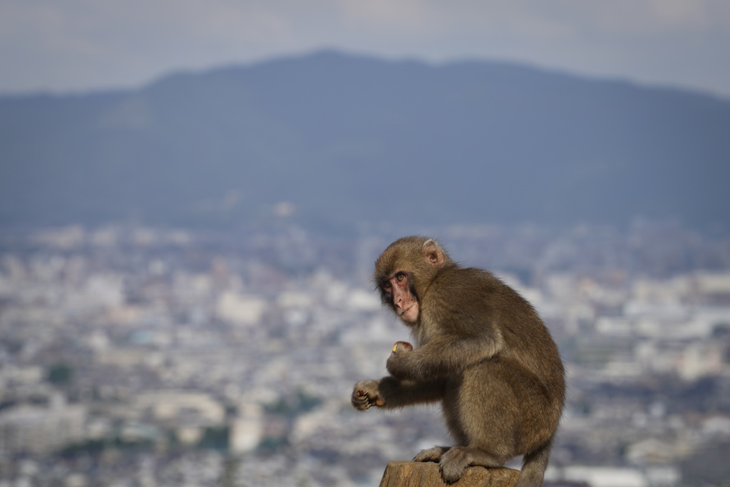 Une nouvelle espèce de singe a été découverte en Birmanie (archives).