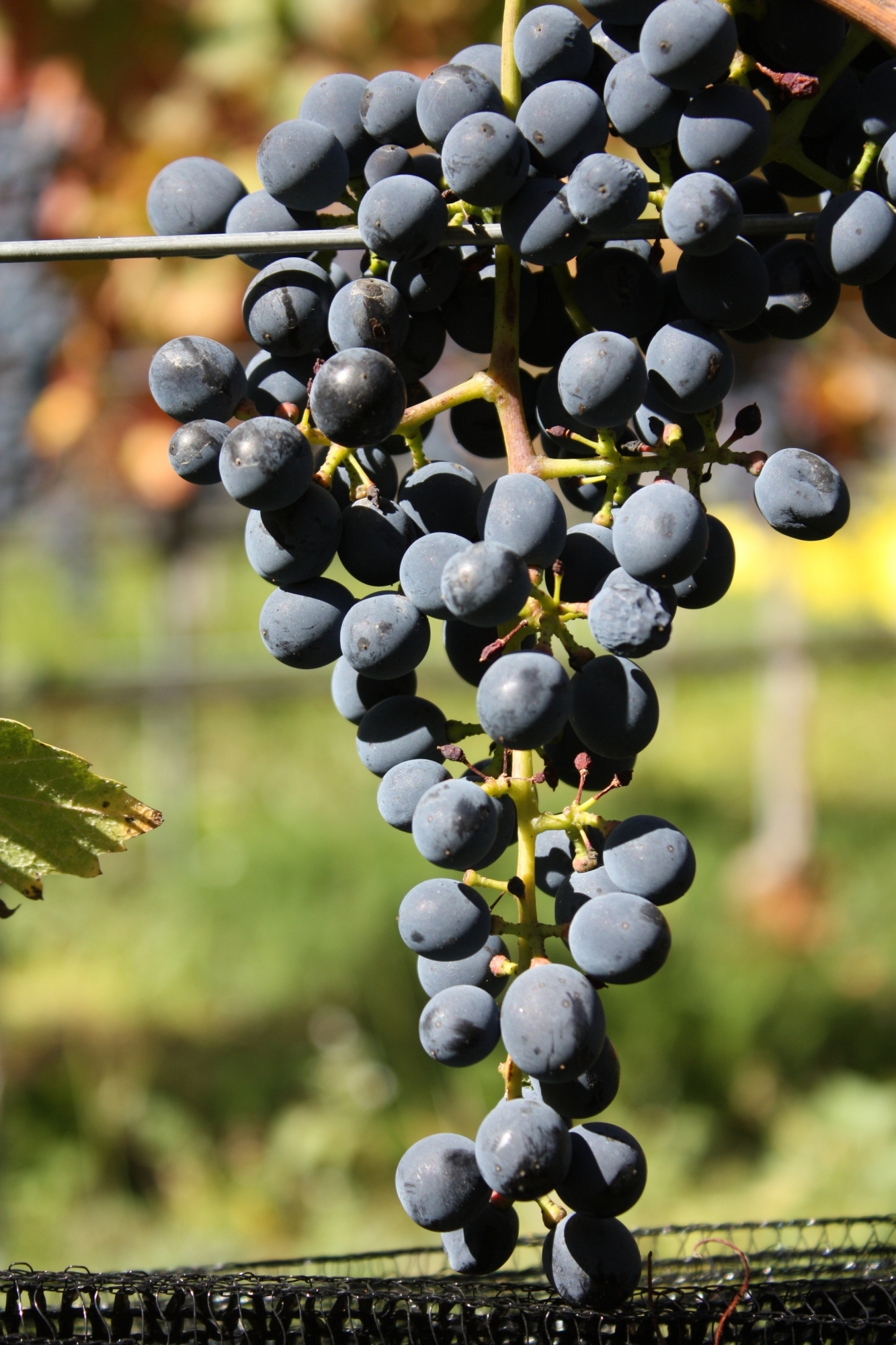 Les vignerons valaisans s'intéressent de plus en plus au divico, dont la surface a atteint plus de 6 hectares en 2019.