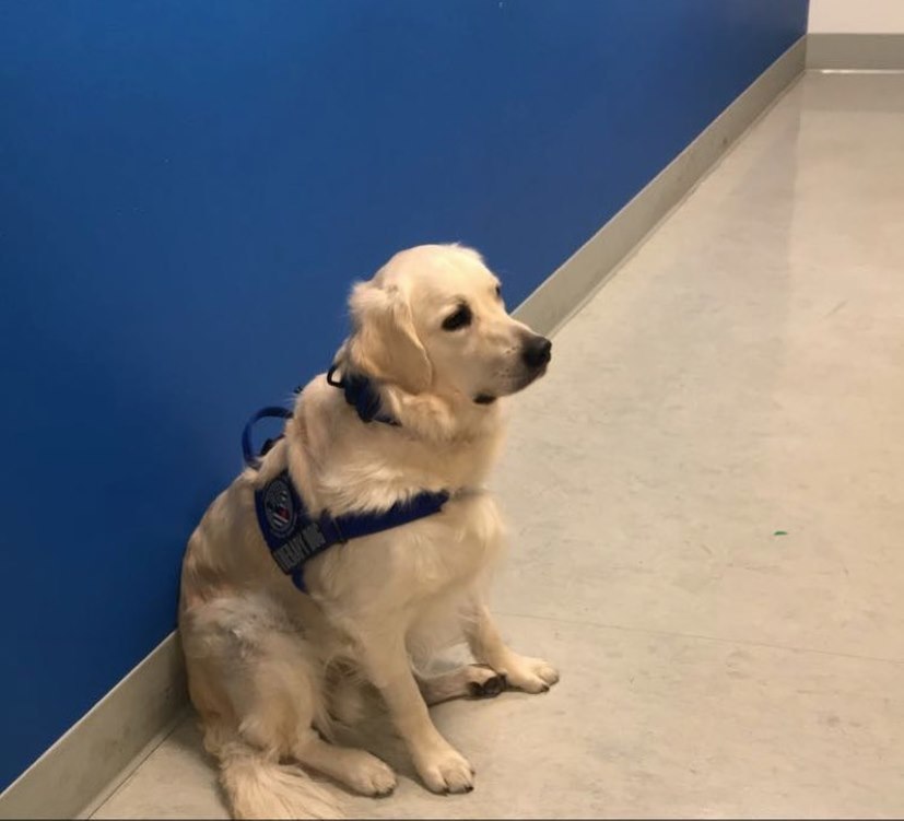 Nommé Shiloh, le chien engagé par l'hôpital procure amour et câlins aux soignants.