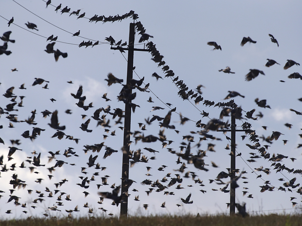 La Station ornithologique de Sempach n'a jamais eu autant de travail que cette année (photo symbolique).