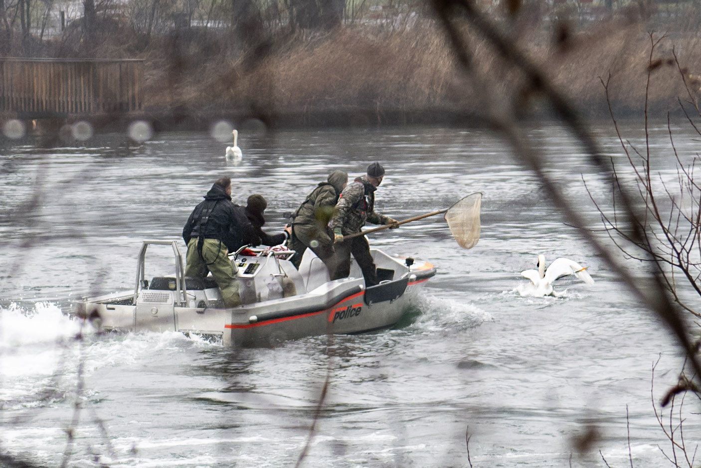 Des agents des unités spéciales de la police cantonale et Philippe Dubois, garde-faune, ont sauvé un cygne, blessé par une flèche, sur l'étang des Mangettes.