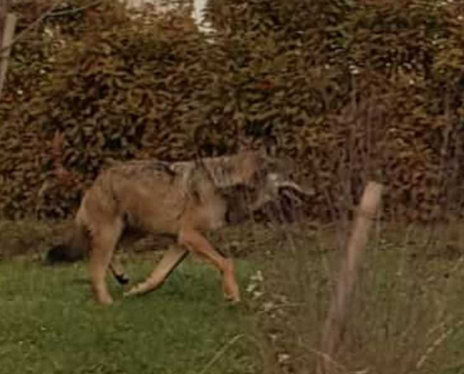 Le canidé filmé au milieu d'habitations de Grimisuat est un loup. Verdict posé par Yvon Crettenand, biologiste auprès du Service de la chasse, de la pêche et de la faune de l'Etat du Valais.