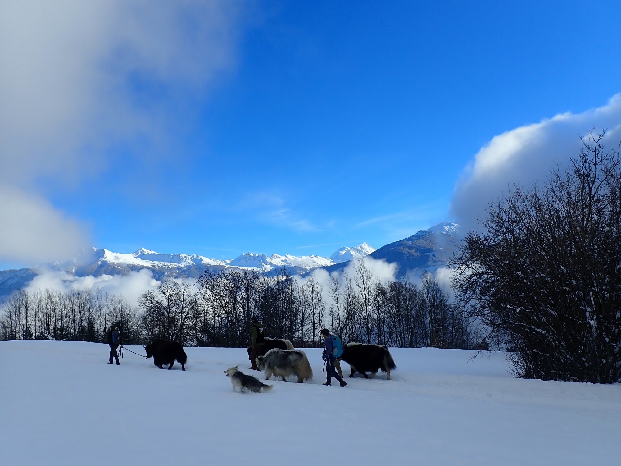 Les yaks, qui ont gardé un côté sauvage, s’adaptent bien aux conditions hivernales pour des balades dans la nature.
