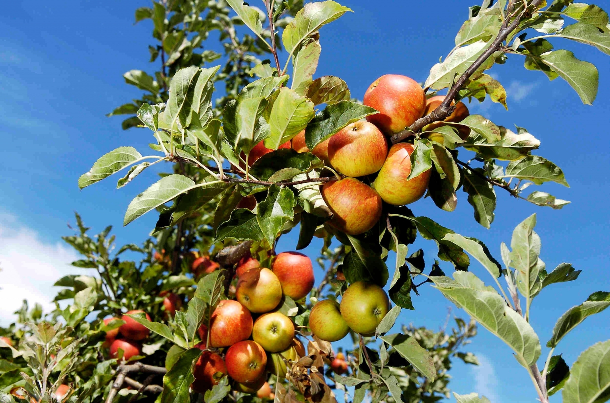 Le Service de l’agriculture, l’Interprofession des fruits et des légumes du Valais et Agroscope veulent réduire l’utilisation de produits phytosanitaires de synthèse et à potentiel de risque.