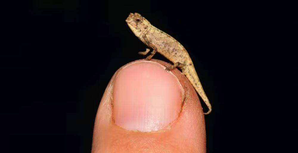 Le mâle "Brookesia nana" est le reptile adulte le plus petit au monde avec à peine 13,5 millimètres du museau à la base de la queue.