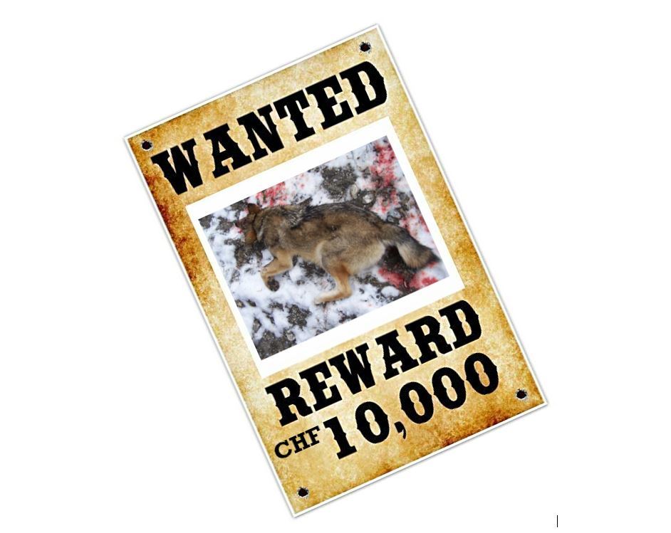 Groupe Loup Suisse propose 10 000 francs à toute personne offrant des informations sur le tir du louveteau à Torgon.