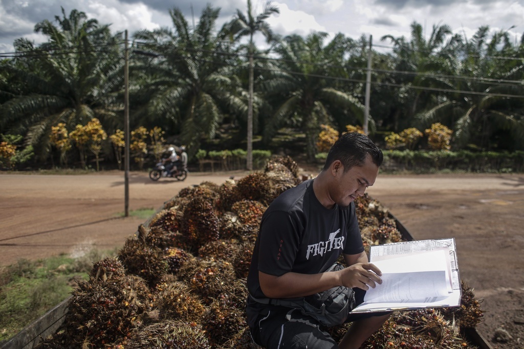 L'huile de palme cristallise les débats sur l'accord de libre-échange.