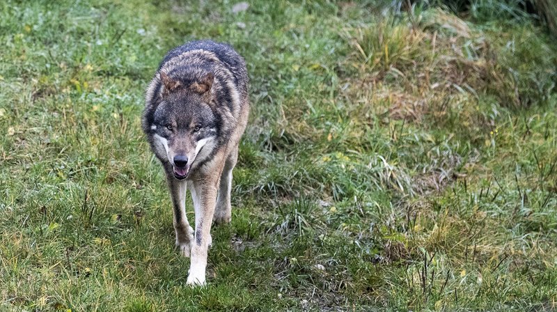 Selon le Service de la chasse, le loup a suivi les déplacements des mouflons qui passent l'hiver sur le bas coteau.