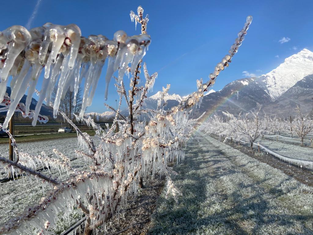 Sous le ciel bleu et le soleil valaisan de ce dimanche matin, les fleurs d'abricotiers glacées par l'arrosage offrent un spectacle magique.