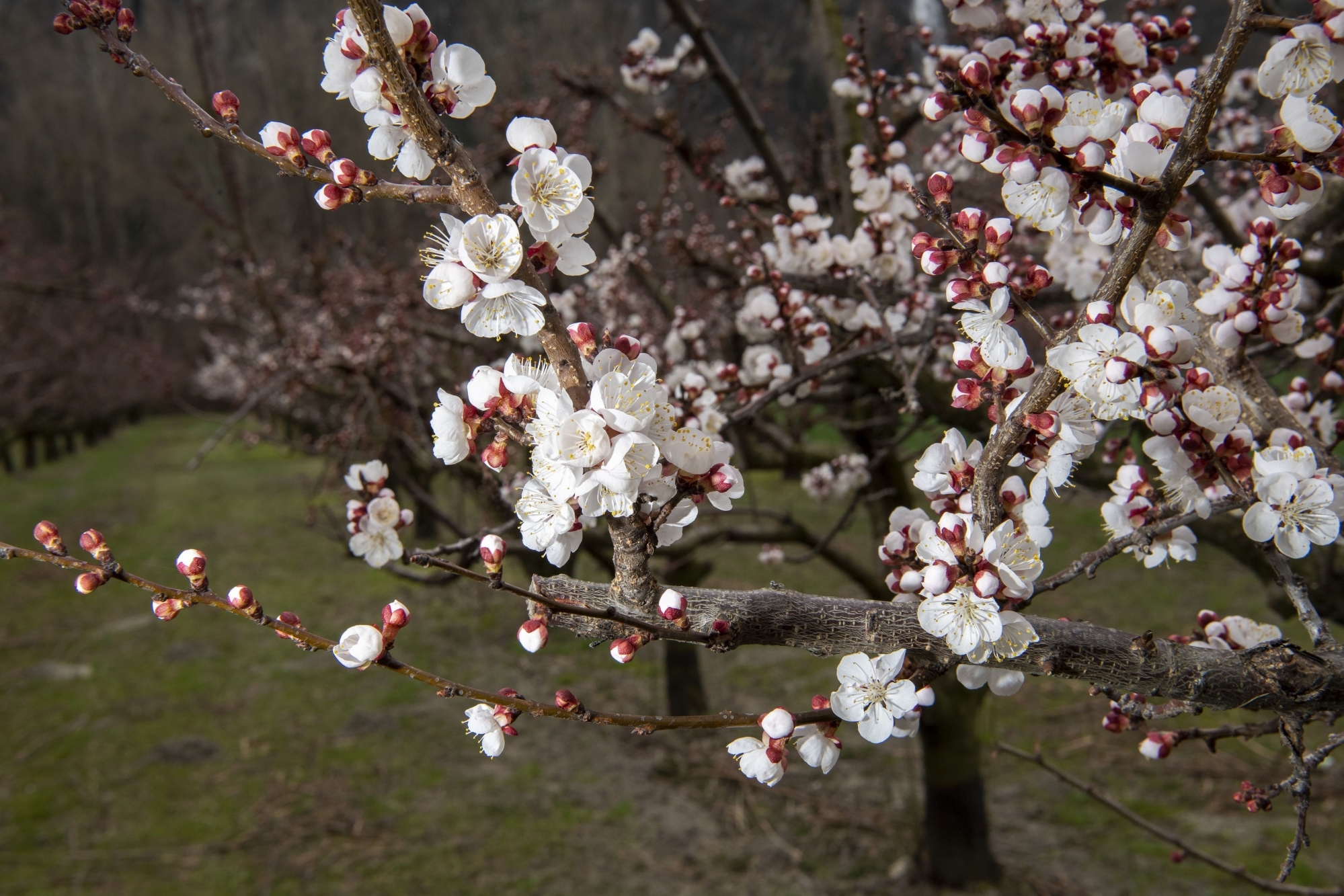 Des abricotiers sont déjà en fleurs à Vernayaz.