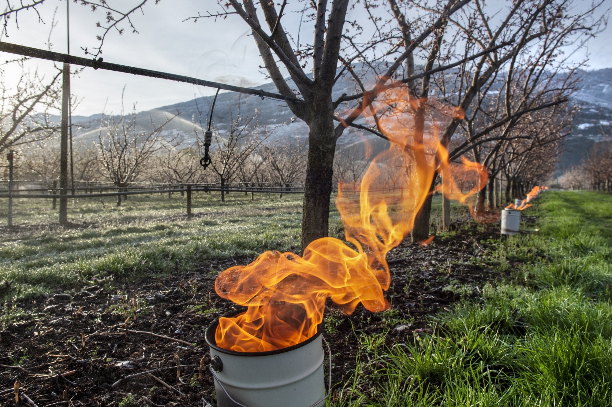Les arboriculteurs valaisans se préparent à lutter contre le gel annoncé. Les bougies à la paraffine sont régulièrement utilisées.