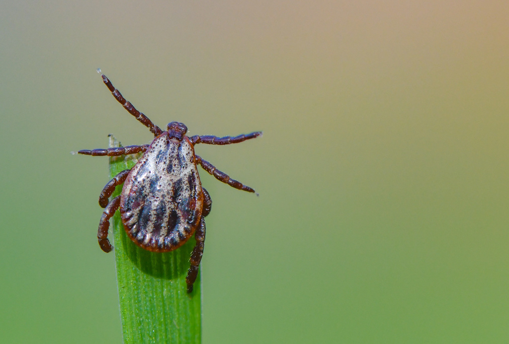 Le lien entre les hêtres et la borréliose de Lyme, une infection bactérienne véhiculée par les tiques, constitue une étape importante pour la recherche, relève l'UniNe. (illustration)