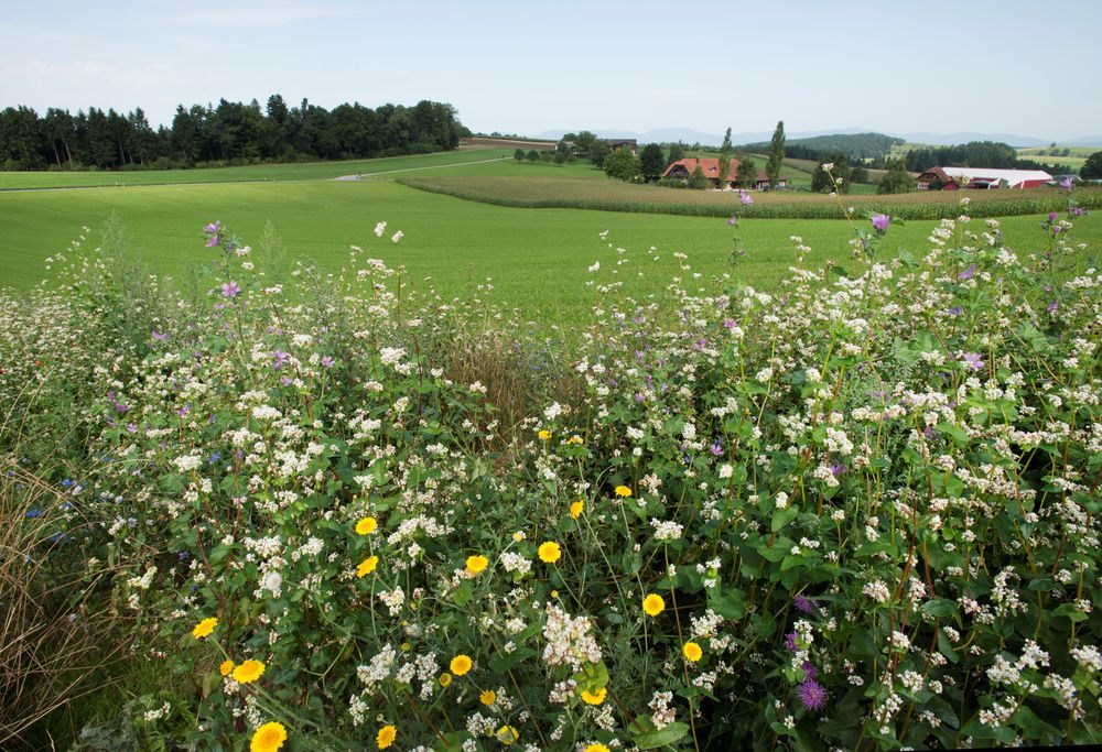 Les agriculteurs qui perçoivent des paiements directs consacrent une partie de leurs terres à des surfaces de promotion de la biodiversité.