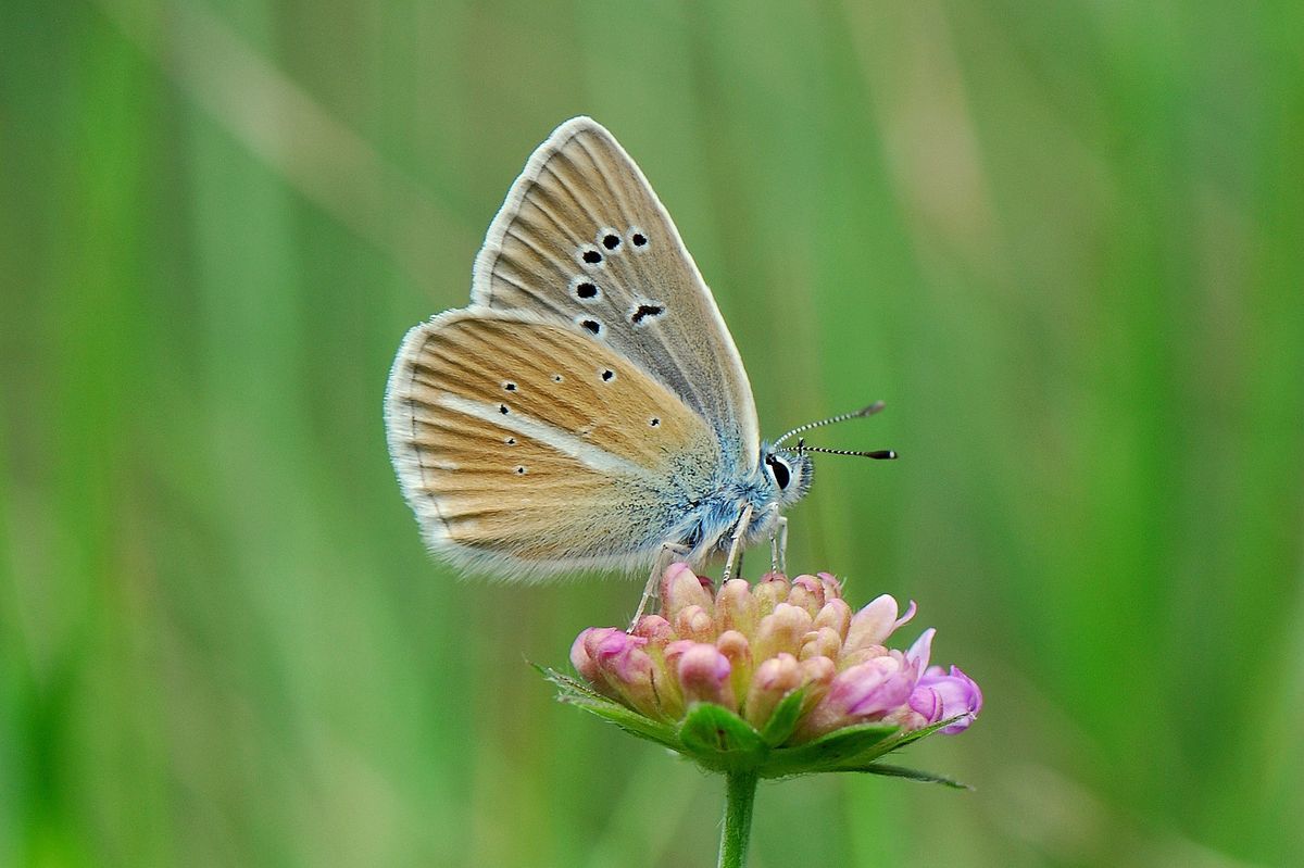 Comme d'autres papillons, le Sablé du sainfoin figure parmi les animaux étudiés qui ont le plus migré en altitude.