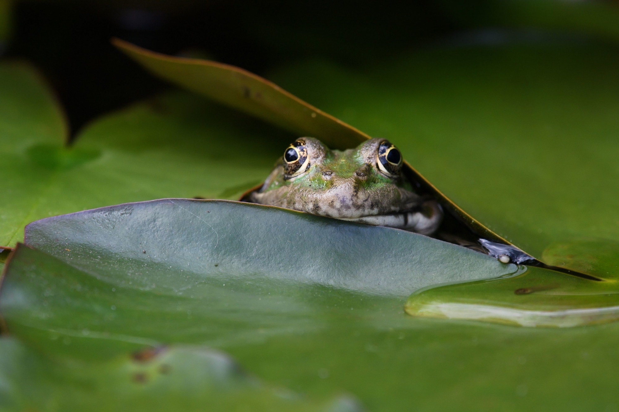 «Coucou, je suis la grenouille rieuse!». Certes très photogénique mais peu courtoise avec ses congénères. 