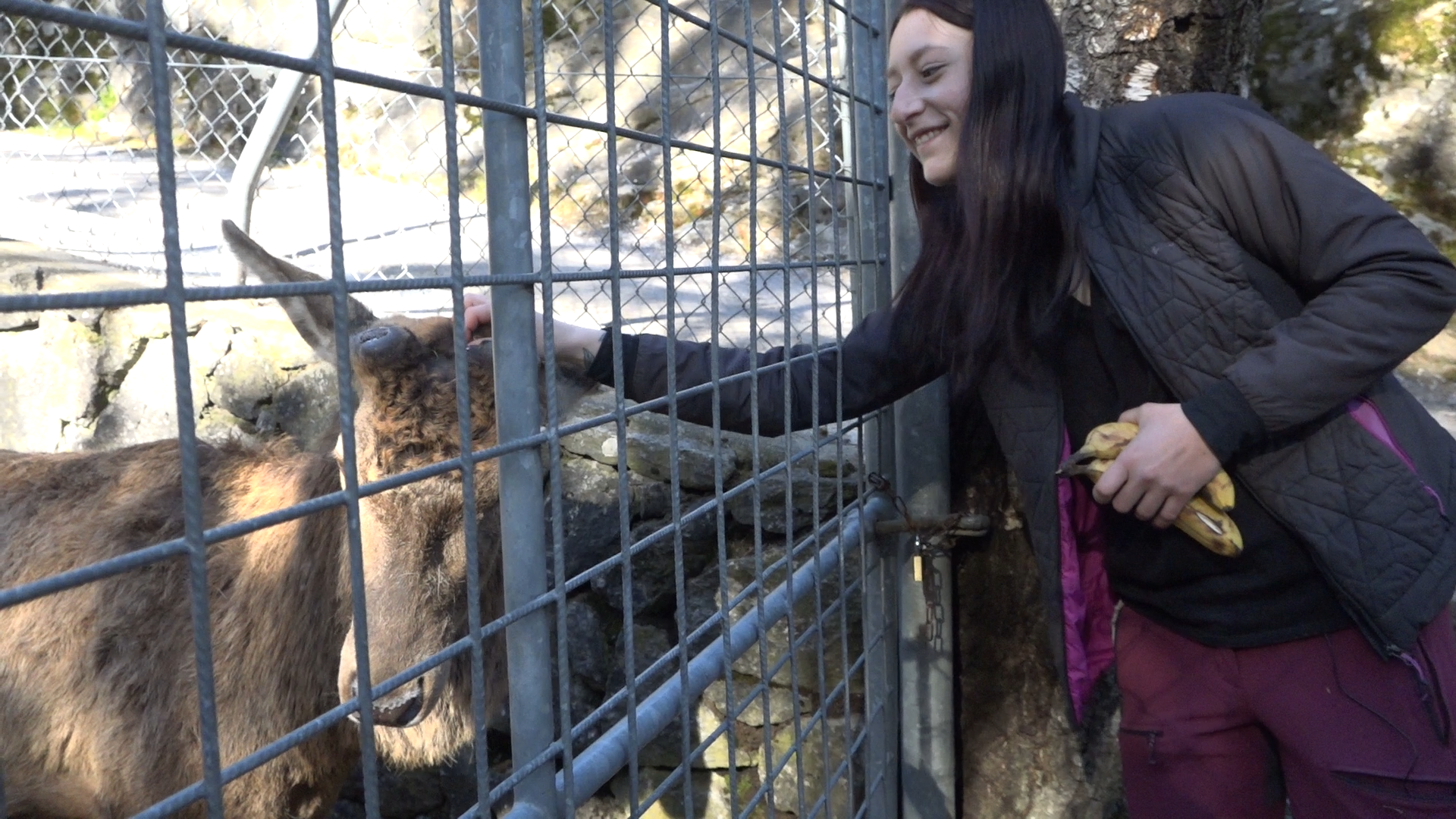 Clémentine Coquoz apporte des bananes, péché mignon des cerfs du parc.