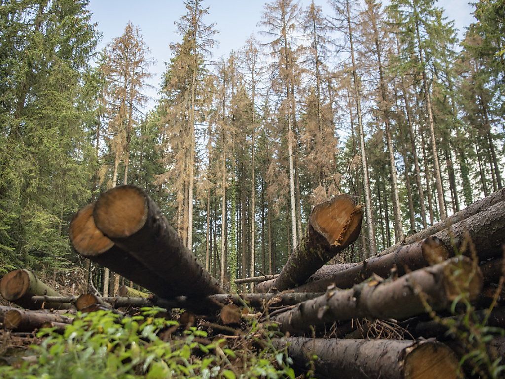 La Suisse ne dispose que de peu d'usines de transformation de bois. Elle exporte et réimporte cette matière.