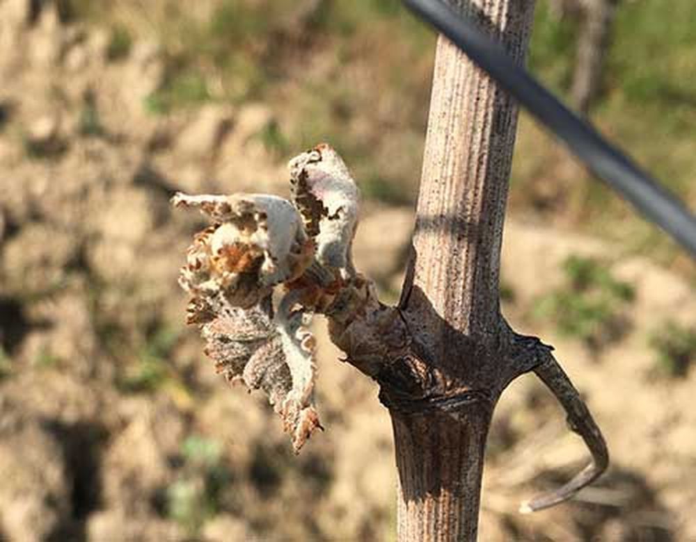 Les gelées d'avril ont causé la perte estimée d'un tiers de la production vinicole française.