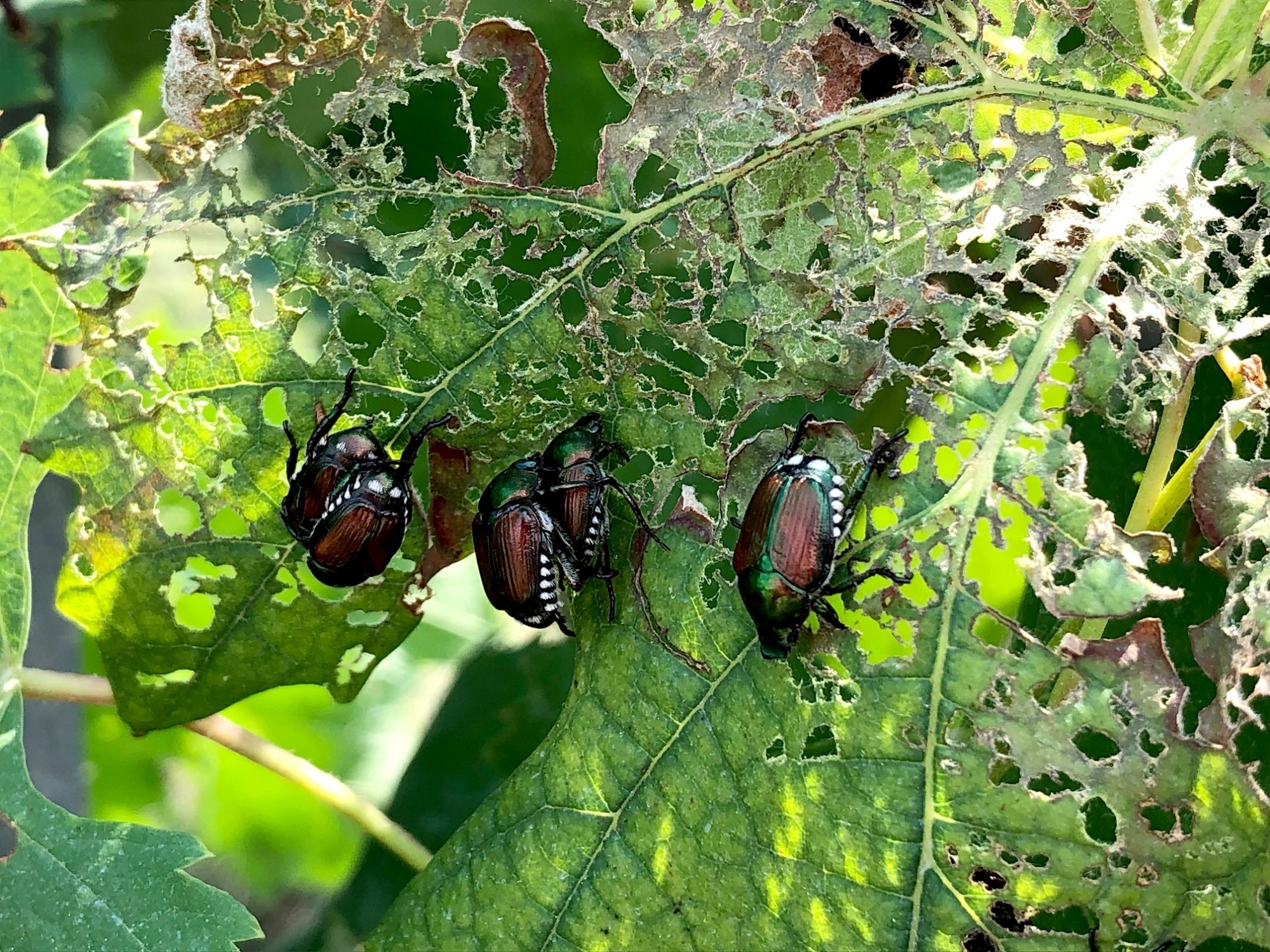 Les scarabées japonais sont présents au Tessin depuis 2017.