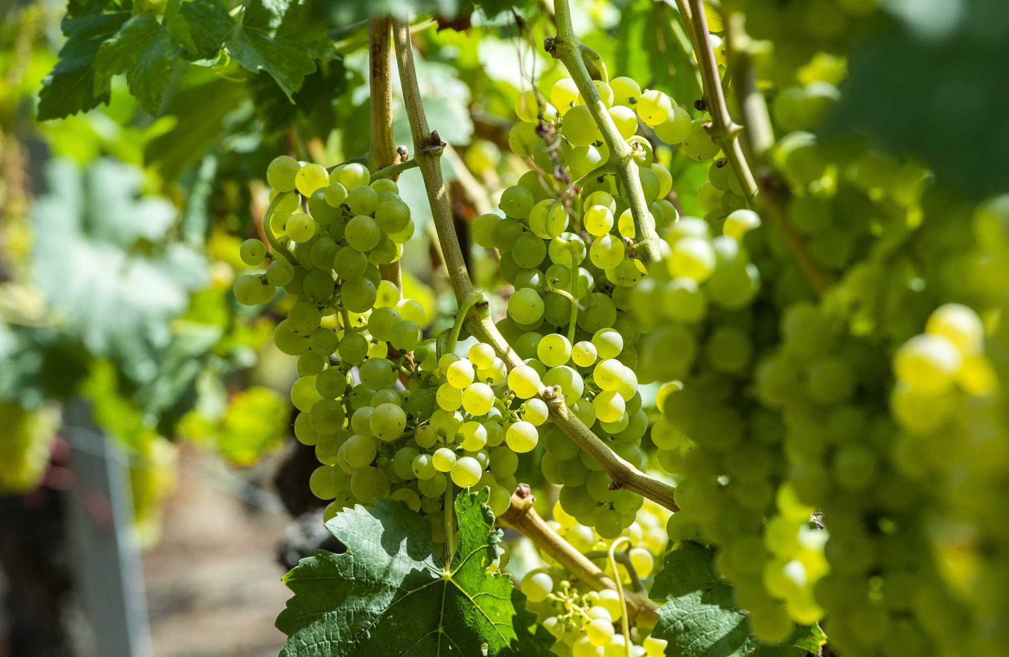 La CVA souhaite pouvoir inclure la contribution promotionnelle fédérale en faveur de l’Interprofession de la vigne et des vins suisses (IVVS) à la redevance cantonale.