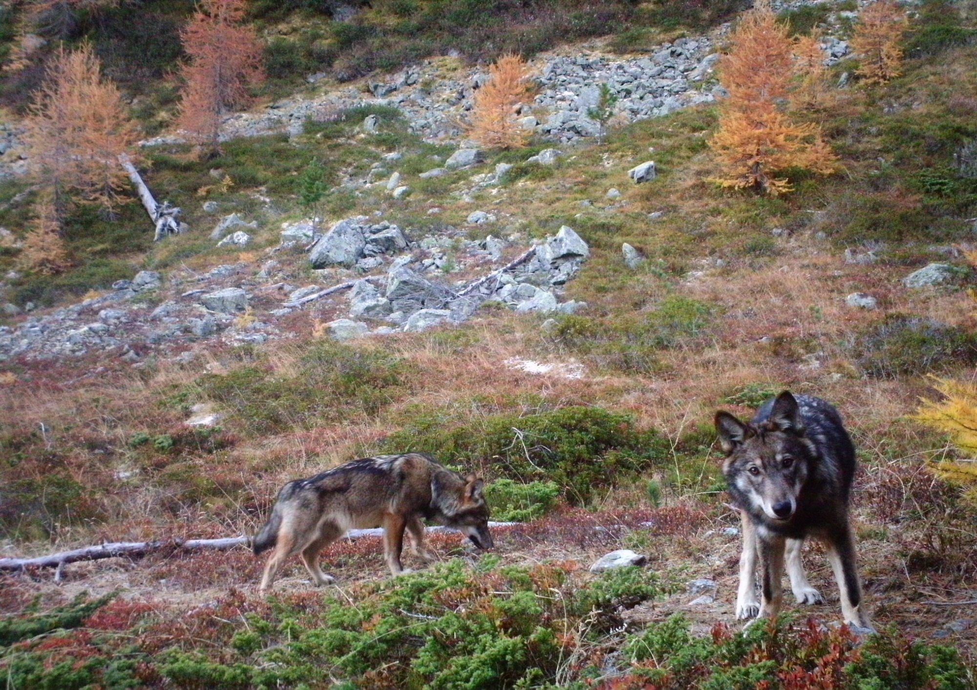 La première meute de loup du Valais, à Augstbord.