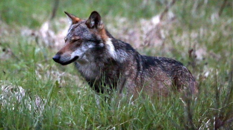 Afin de pouvoir abattre les loups, les autorités doivent démontrer que les meutes se soient reproduites cette année. (illustration)