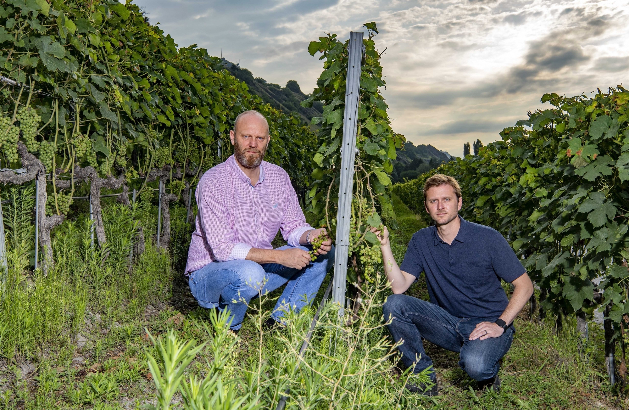 Le chef de l'Office de la viticulture Pierre-André Roduit et le nouveau responsable secteur technique de production Bertrand Nominé jaugent les dégâts causés par le mildiou dans une vigne de Châteauneuf.