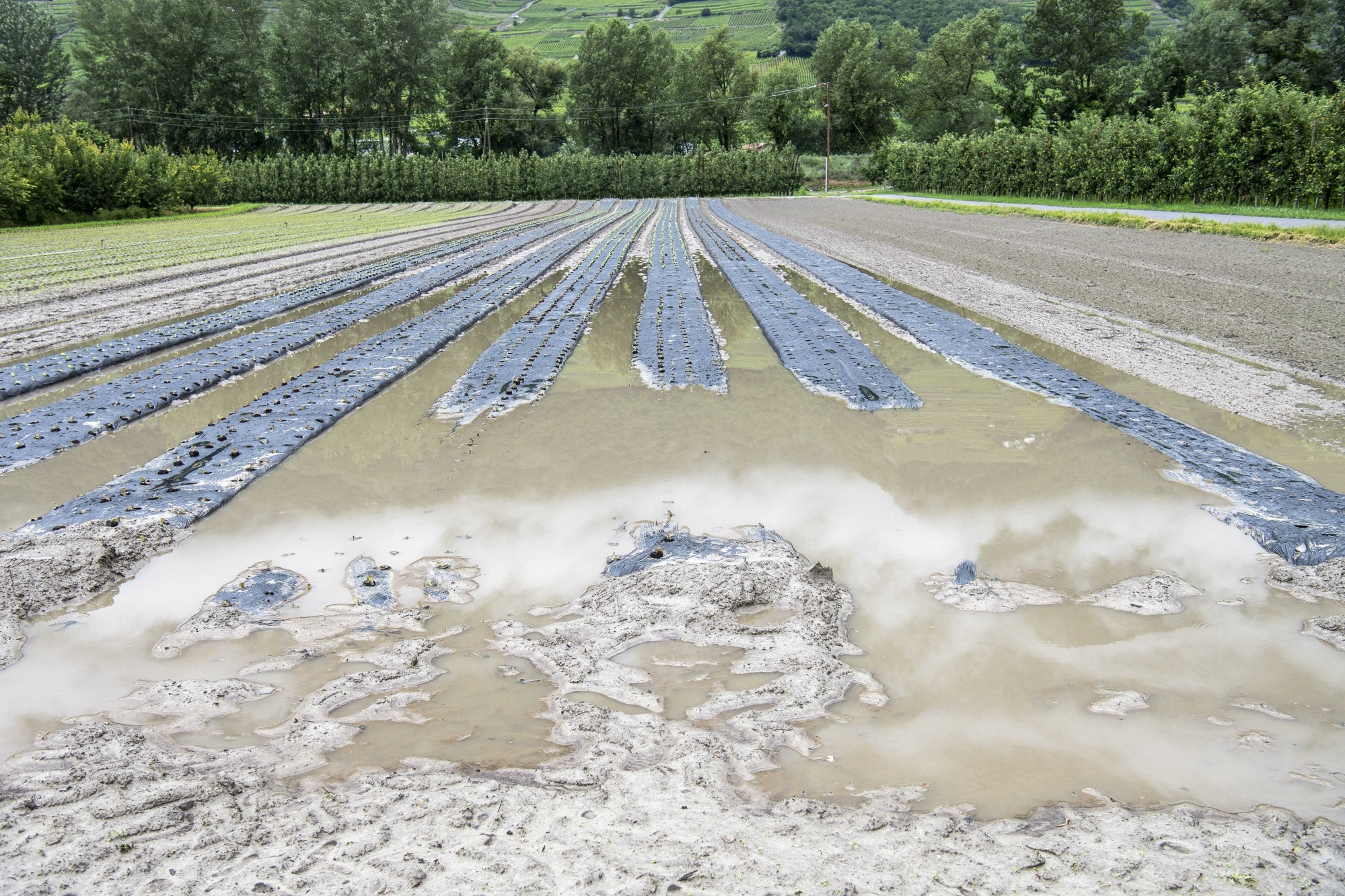 Les récoltes sont rendues très difficiles dans des sols gorgés d’eau, Comme ici dans la plaine du Rhône près de Fully.