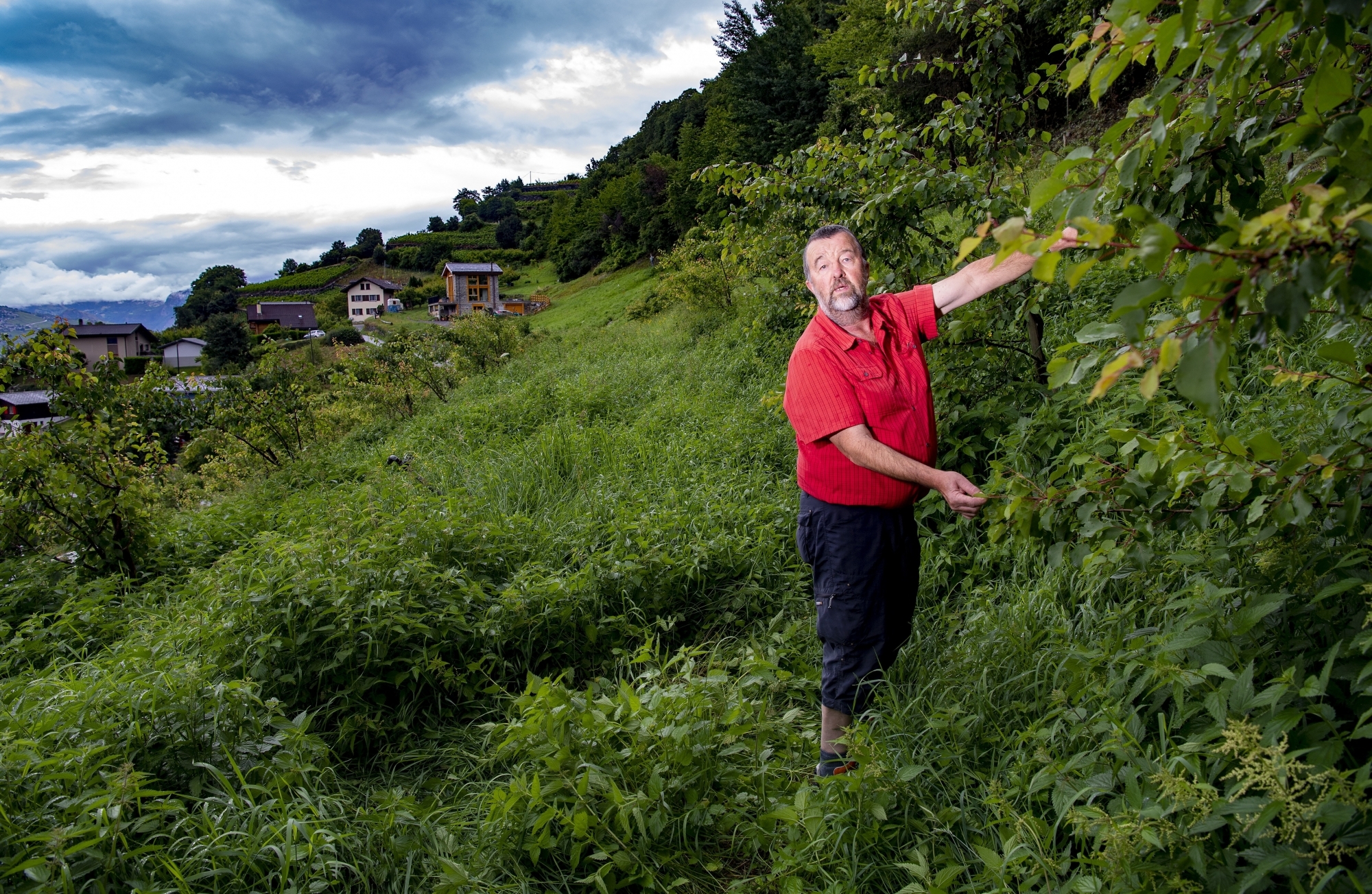 Les abricots ont été volés à Coor, au-dessus d'Aproz, sur le territoire communal de Nendaz.