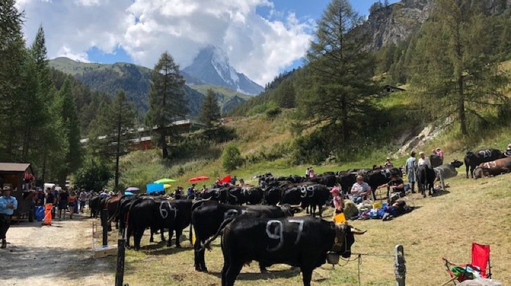 Un premier combat a eu lieu à Zermatt en 2018.