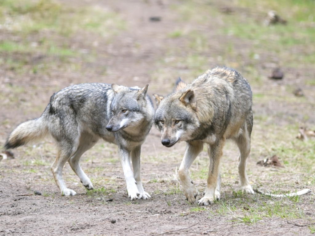 Des loups se sont approchés à moins de 10 mètres des randonneurs.