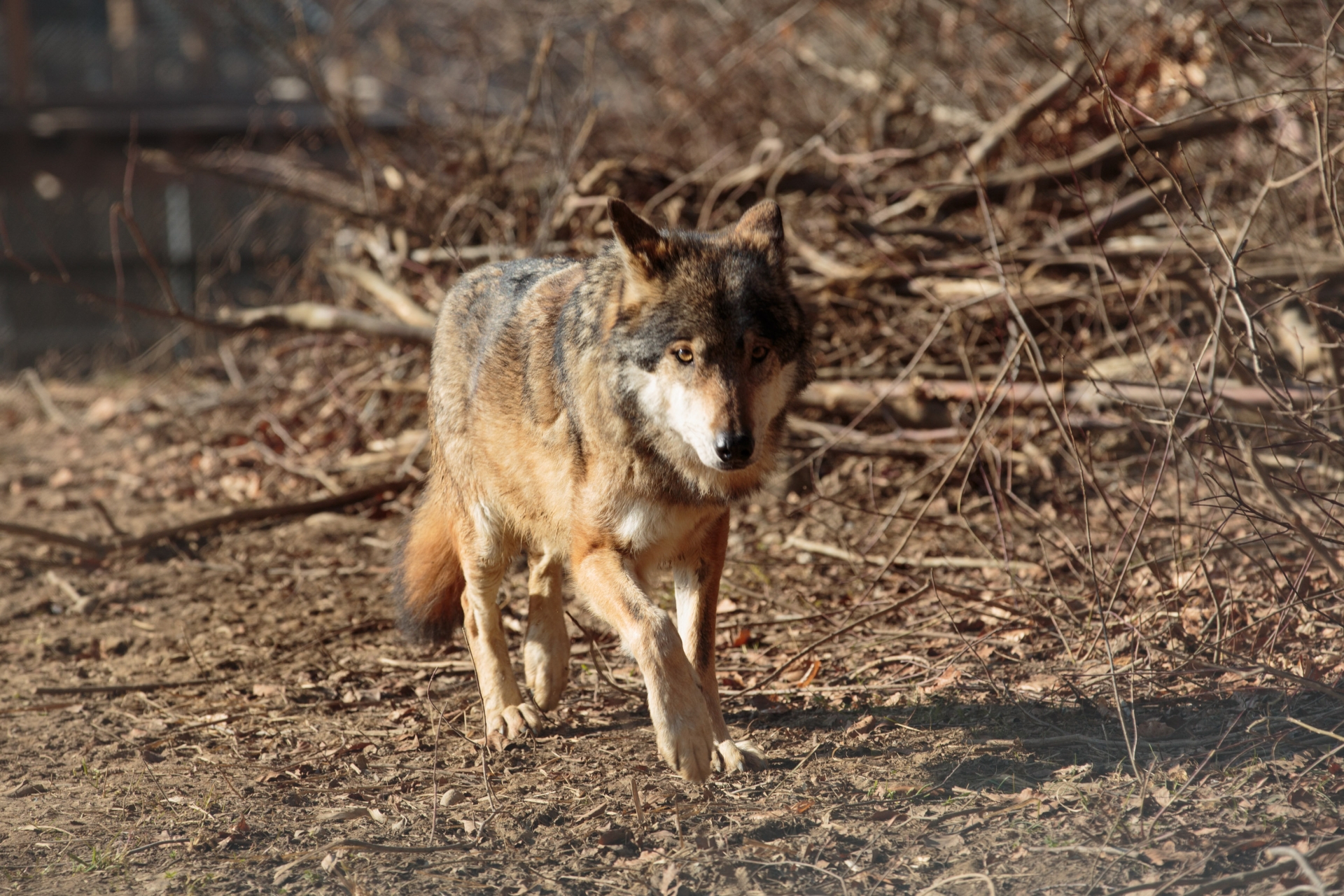 Le loup aurait été vu à plusieurs reprises dans les zones habitées sur le territoire de la commune d'Hérémence.