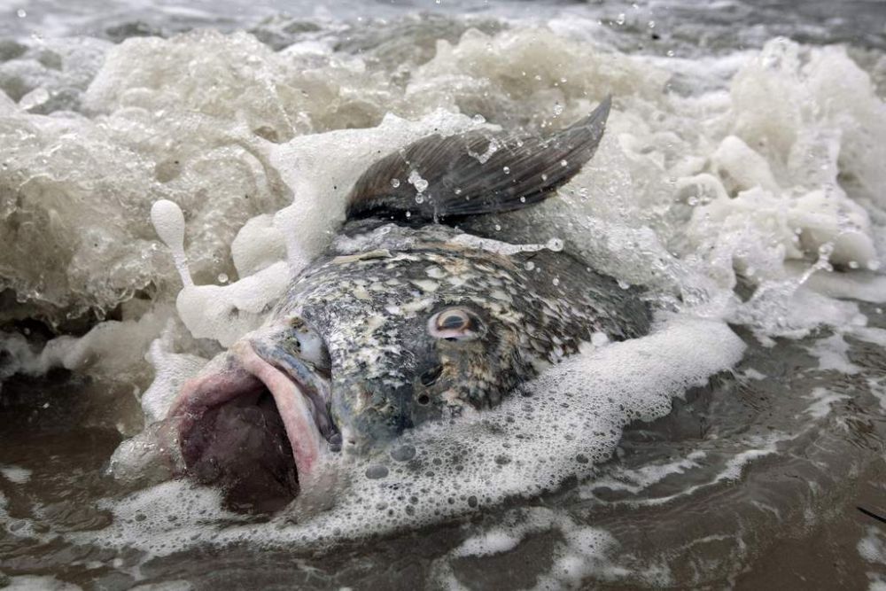 A large drum fish lies washed up on the beach in Long Beach, Miss., Sunday, May 2, 2010.  The cause of death is undetermined.  (AP Photo/Dave Martin)