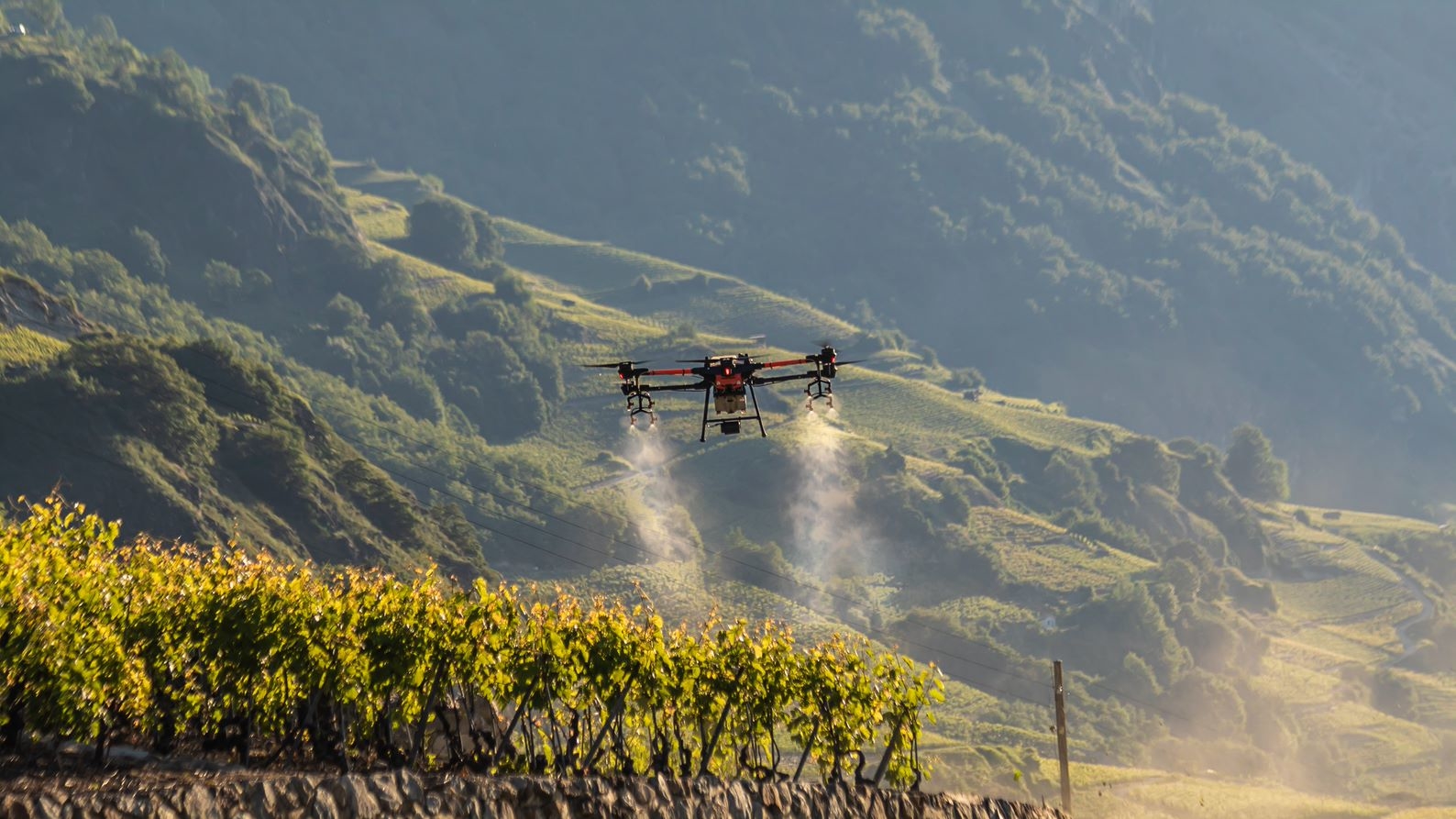 Un vignoble traité par drone dans la région de Fully.