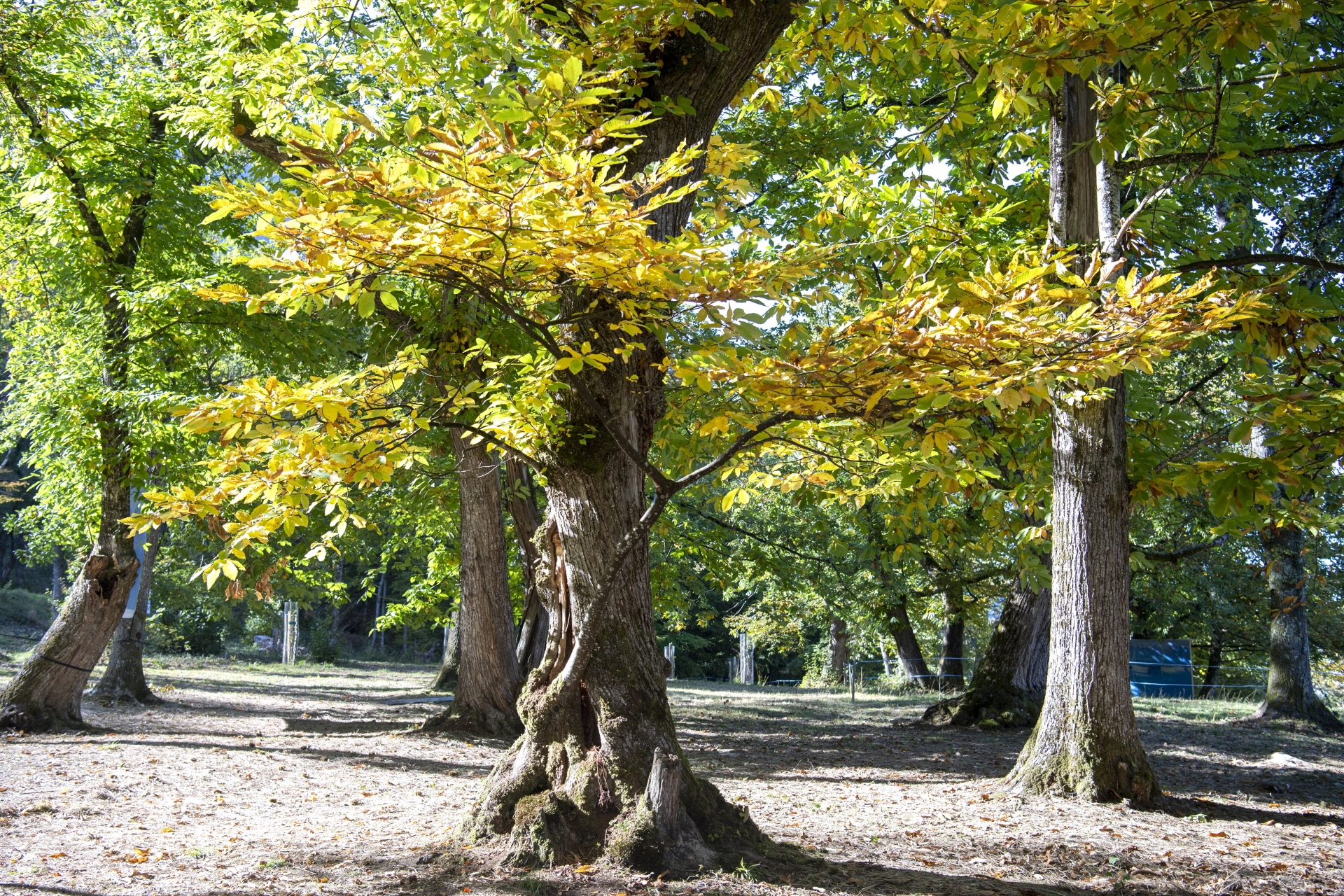 Certains arbres ont 300 ou 400 ans, voire plus. A chaque saison, la châtaigneraie offre un décor différent: «On ne s’en lasse jamais», affirme Micheline Grept Rigaud.
