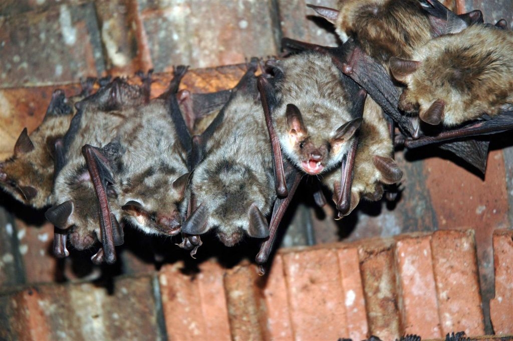 Les chauves-souris seront à l'honneur au Musée du Léman le 26 août prochain (image d'illustration).