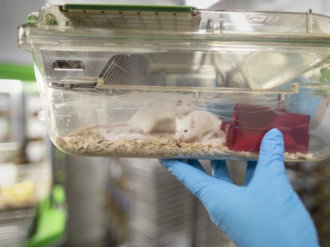 Mice in a cage, pictured in a laboratory in Switzerland on September 26, 2018. Researchers at this laboratory conduct research on animals with a focus on laboratory mice for a better understanding of disease mechanisms. (KEYSTONE/Gaetan Bally)