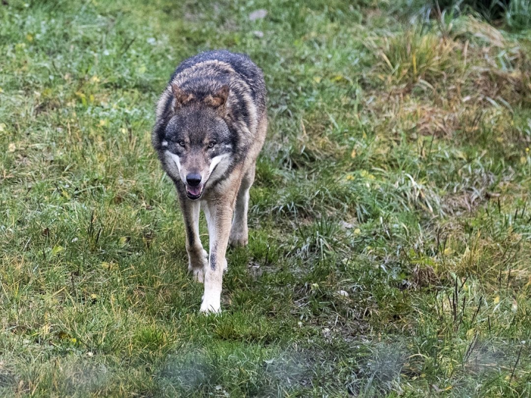 22 loups sont désormais officiellement recensés sur le territoire valaisan.