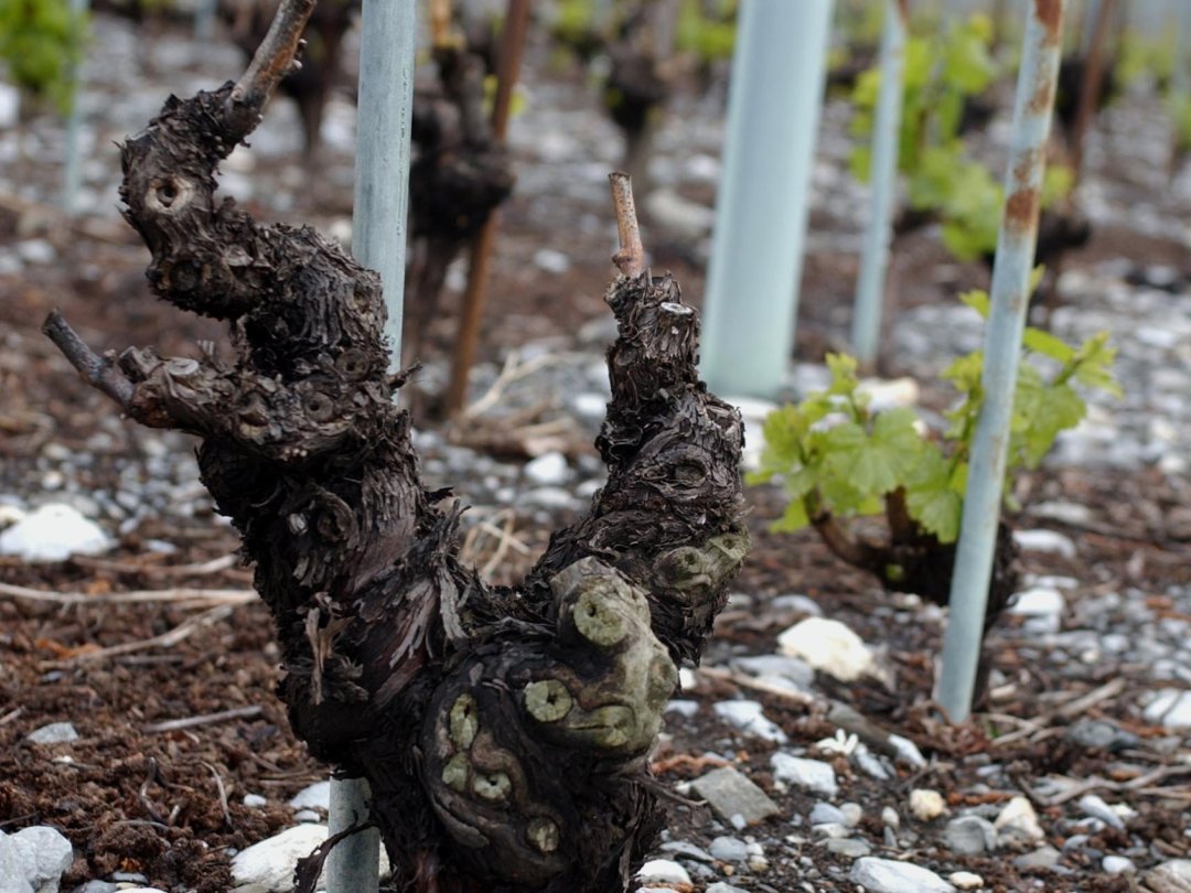 En 2021, les viticulteurs ont enregistré un rendement inférieur de 40% à 2020.