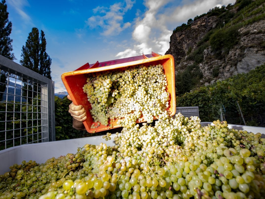 Peu de quantité en 2021 mais une belle qualité grâce au travail des vignerons. Les vins sont d'ores et déjà prometteurs selon l'oenologue cantonale.