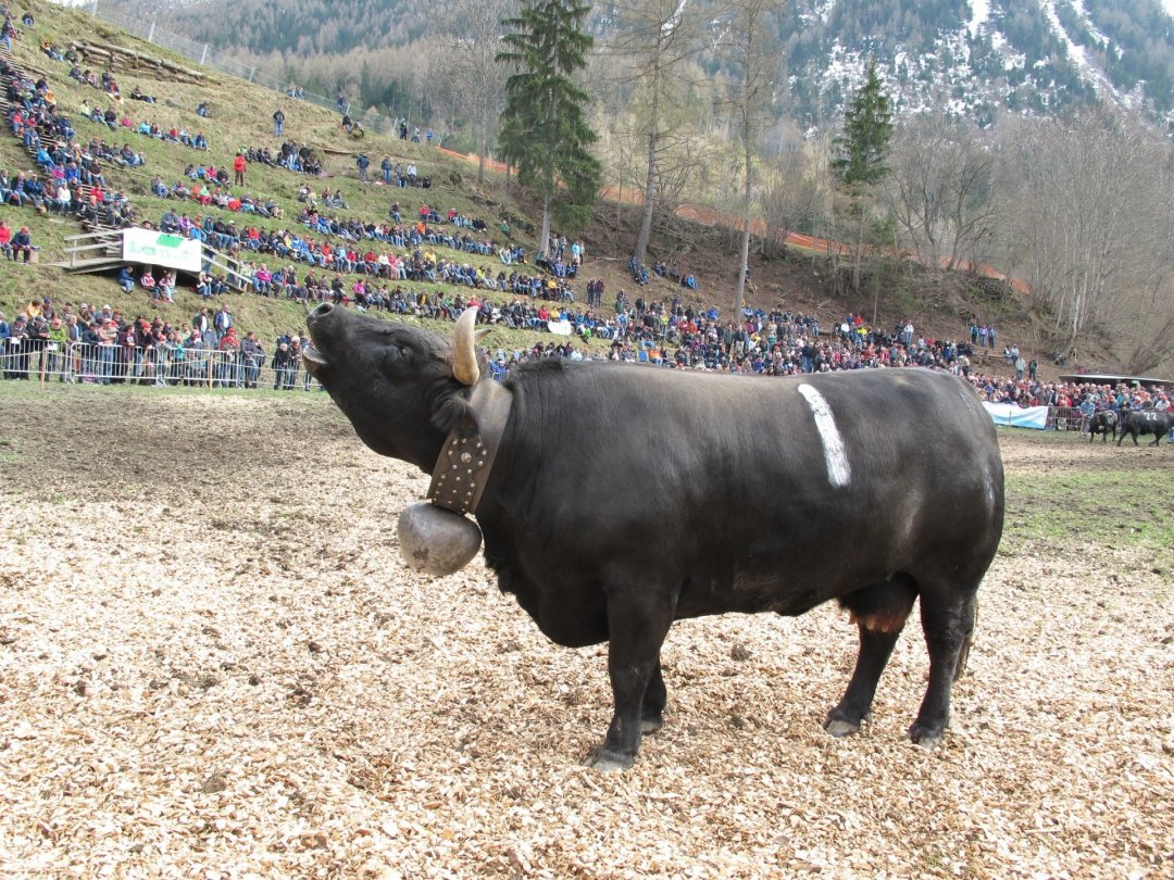 Le chant des reines n'a plus résonné dans l'arène des Ides d'Orsières depuis 2013.