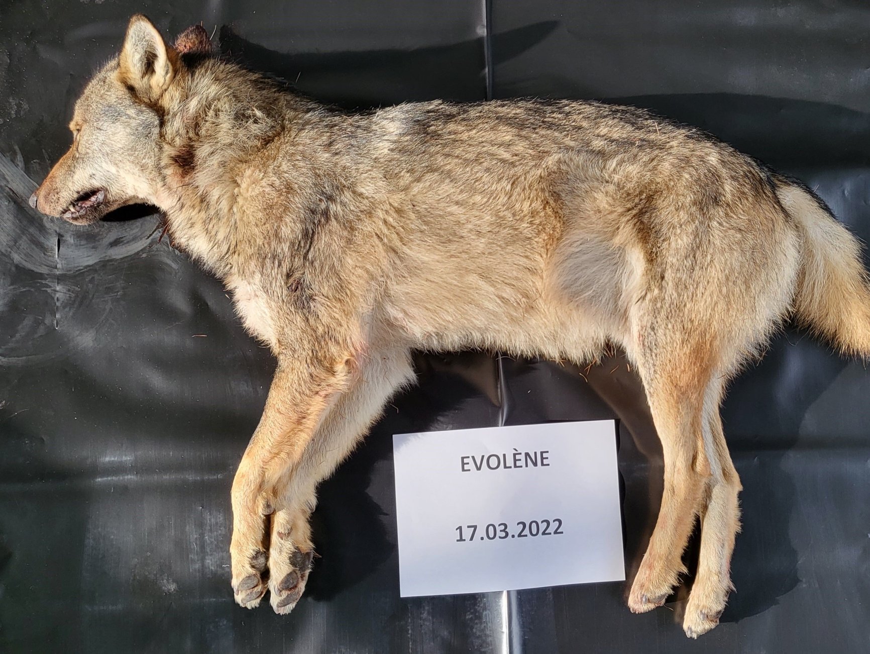 Un deuxième jeune loup a été abattu dans le Val d'Hérens. 