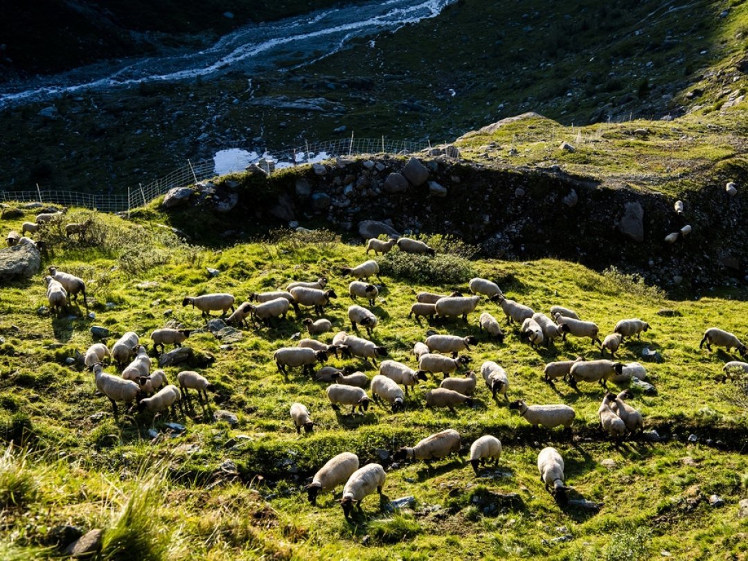 Pour obtenir leur financement, les exploitants devront déposer une demande auprès des services cantonaux. (illustration)