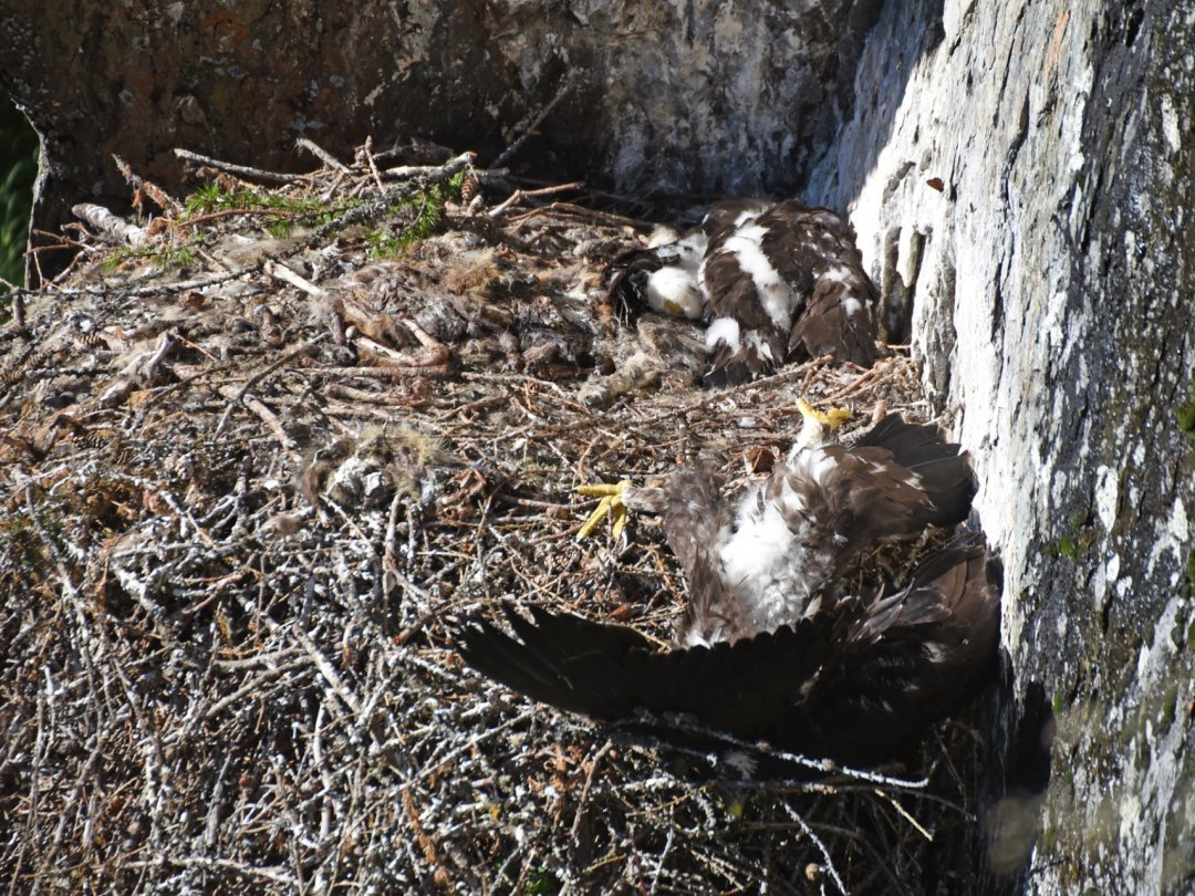 Les deux aiglons retrouvés morts dans leur nid l'année dernière dans la région de Bourg-Saint-Pierre. Un affût construit pour l'observation se trouvait non loin de l'aire.