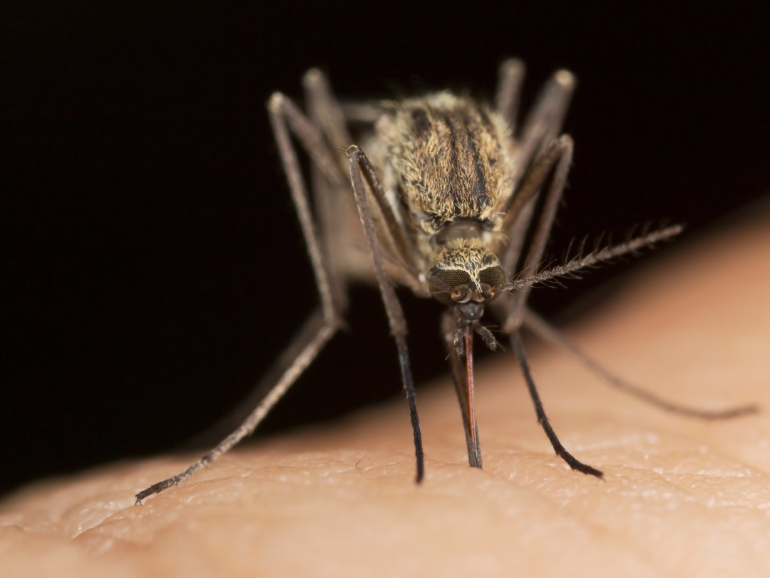 Culex pipiens est l’espèce de moustique la plus commune en Suisse.