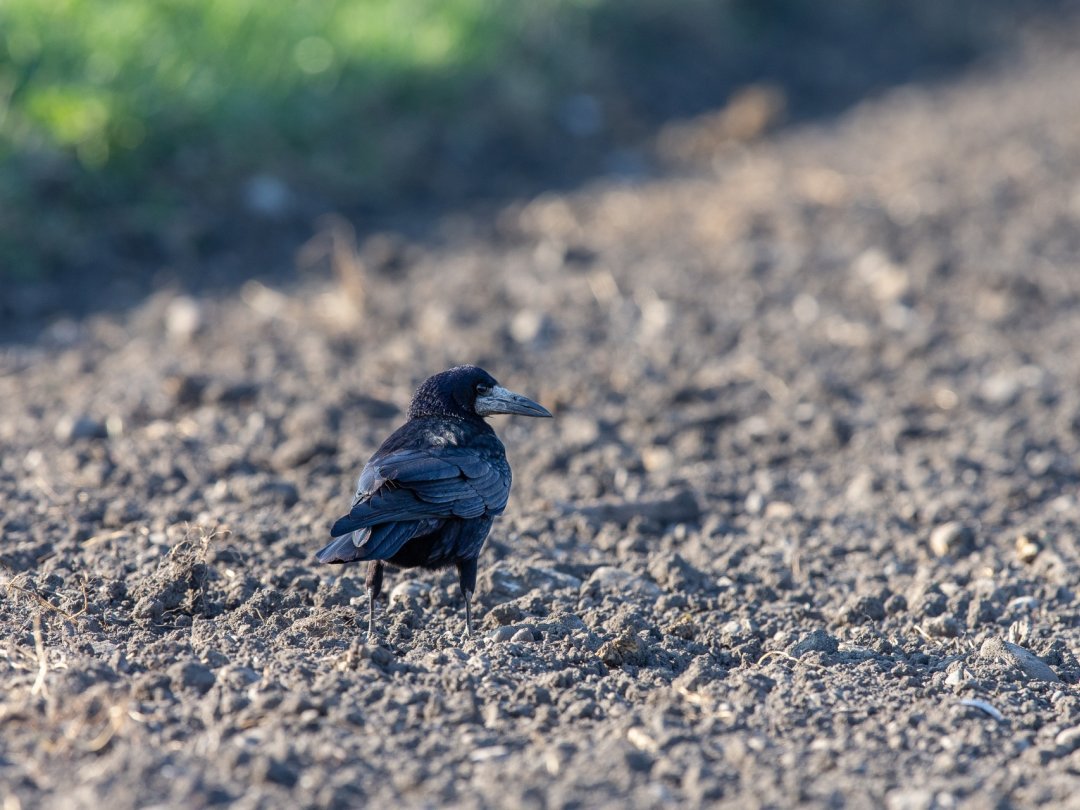 Le corbeau freux est un animal pacifique et timide qui s’approche rarement à moins de 10 mètres d’un bipède.